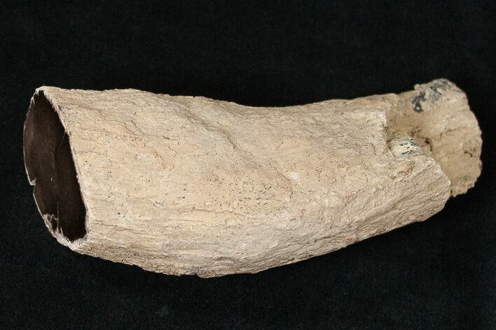 Long Petrified Juniper Root - Oregon #16905